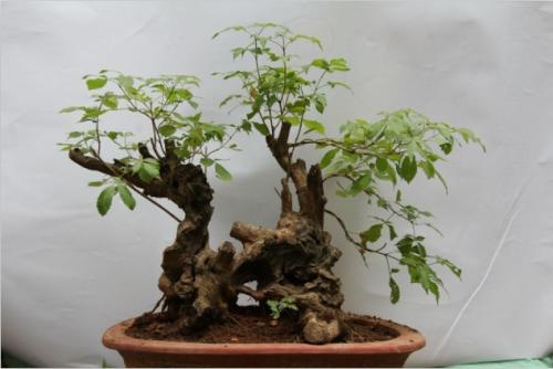 黄荆对人体的健康具有有哪些帮助呢?